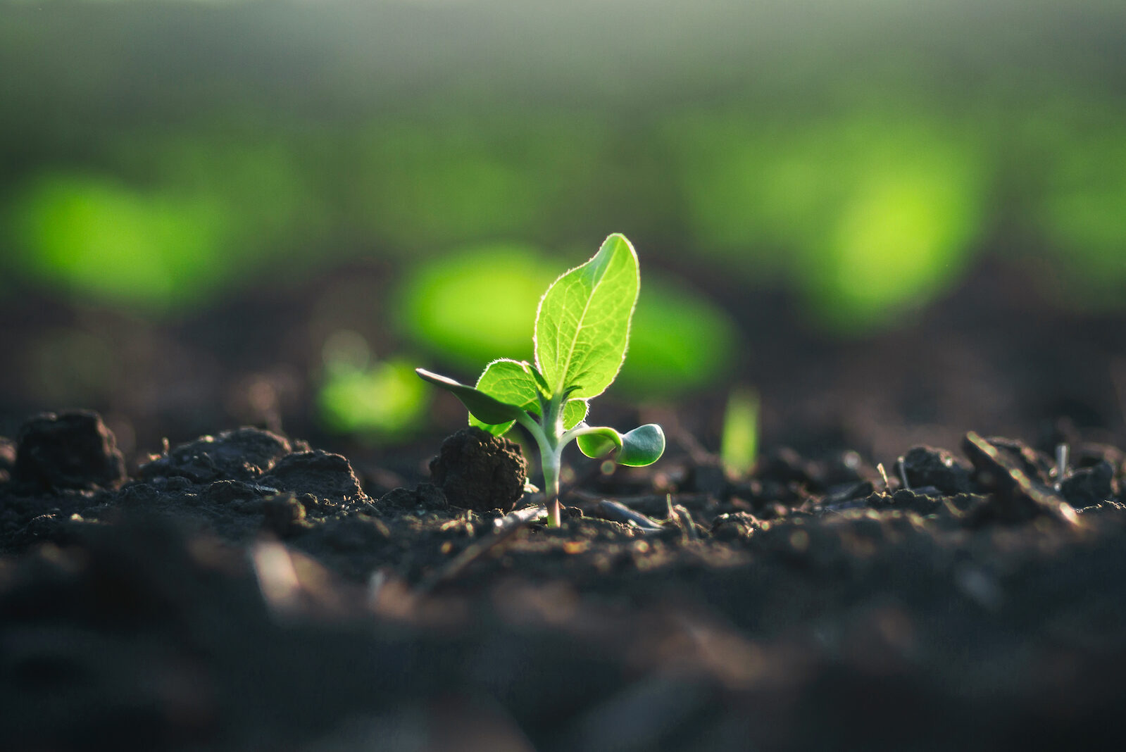 WorldSolutions for Agriculture