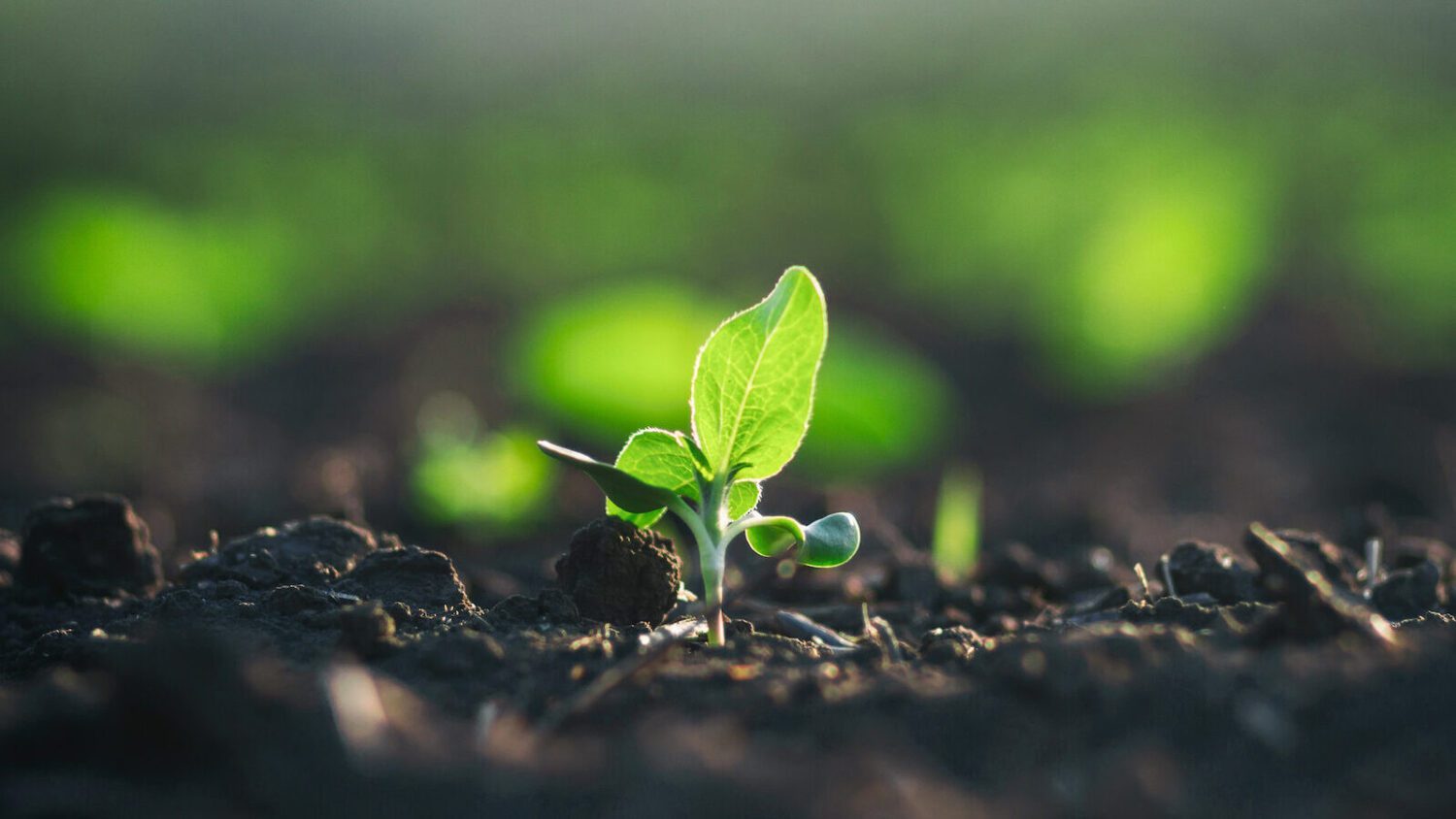 WorldSolutions for Agriculture